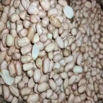 Organic Groundnut Seeds